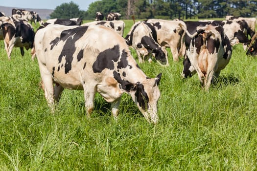 Cattle dairy animals farming summer green fields.