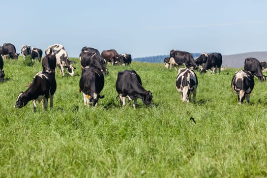 Cattle dairy animals closeup herd farming summer green fields.