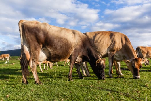 Dairy farm jersey cows animals closeup photo in summer grass field mountain landscape