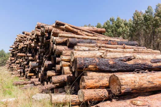 Forest trees cut stacked logs along dirt road rural mountains