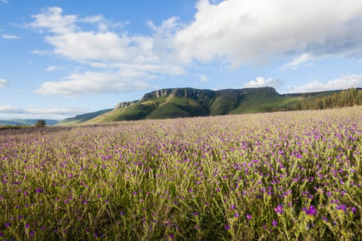 Farming Lavender crops field in scenic summer mountains landscape
