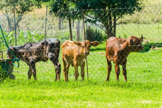 Cattle animals calf new born beef stock animals in safety pen closeup farm summer landscape.