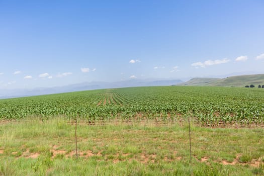 Farming young food crops of maize corn planted with water sprinklers summer field landscape.