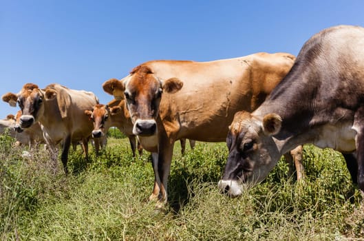 Cattle dairy animals closeup herd farming summer green fields.