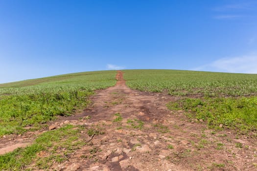 Hillside farming crops dirt path summer blue scenic landscape.