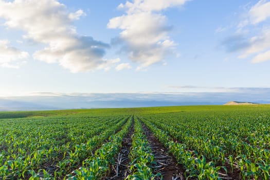 Maize corn field young food crops planted over summer farming landscape