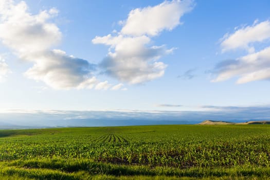 Maize corn field young food crops planted over summer farming landscape