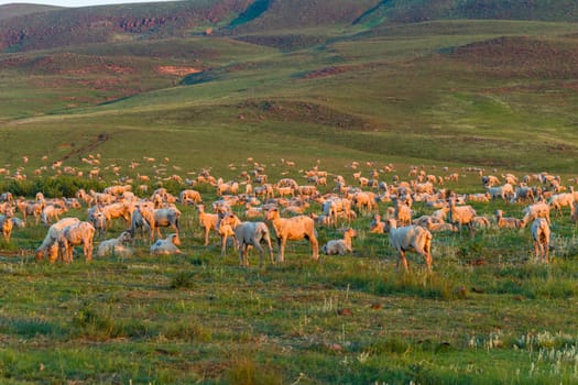 Sheep herd of farming animals late afternoon  mountains summer landscape.