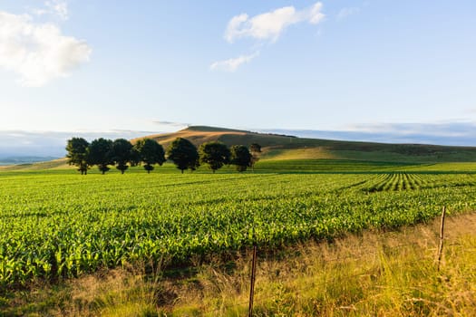 Maize corn field young food crops planted over summer farming landscape