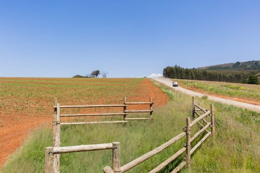 Farming young food crops of maize corn planted with water sprinklers summer field landscape.