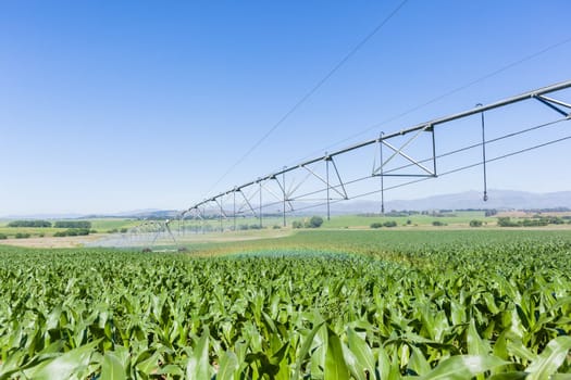 Maize corn field young food crops planted over summer farming landscape