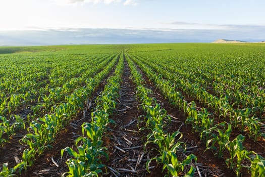 Maize corn field young food crops planted over summer farming landscape