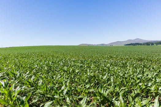 Maize corn field young food crops planted over summer farming landscape