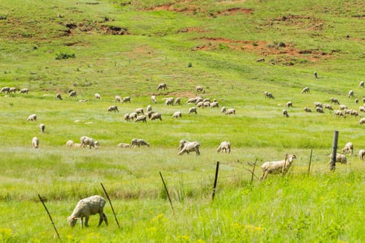 Sheep herd of farming animals late afternoon  mountains summer landscape.