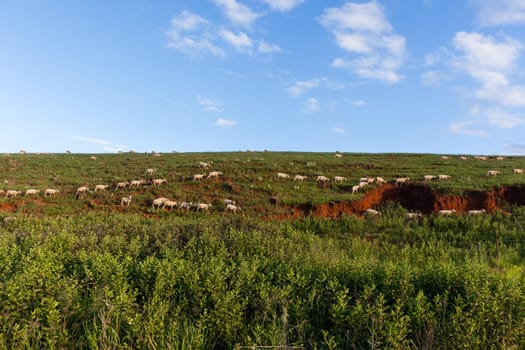 Sheep herd of farming animals late afternoon  mountains summer landscape.