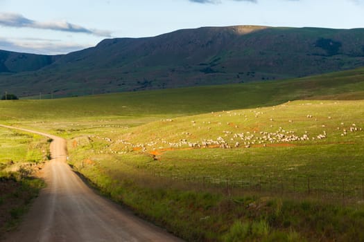Sheep herd of farming animals late afternoon  mountains summer landscape.