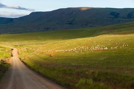 Sheep herd of farming animals late afternoon  mountains summer landscape.