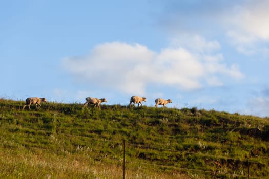Sheep herd of farming animals late afternoon  mountains summer landscape.