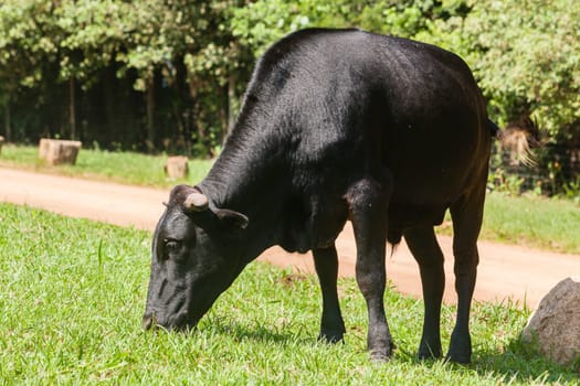Cattle cattle cows  closeup grazing summer countryside free range.