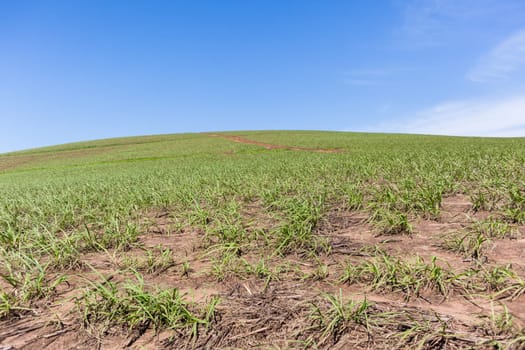 Hillside farming crops dirt path summer blue scenic landscape.