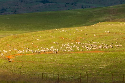 Sheep herd of farming animals late afternoon  mountains summer landscape.
