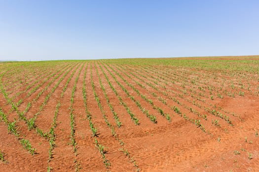 Farming young food crops of maize corn planted with water sprinklers summer field landscape.