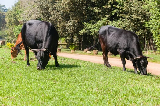 Cattle cattle cows  closeup grazing summer countryside free range.