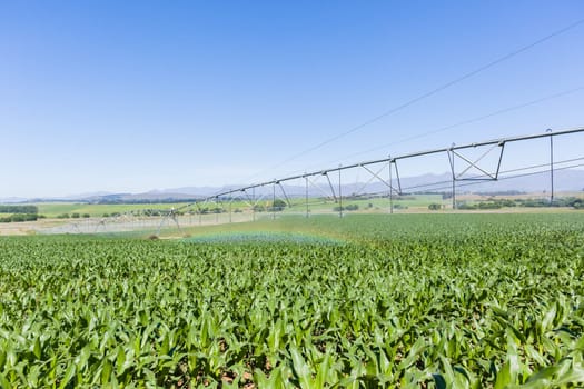 Maize corn field young food crops planted over summer farming landscape