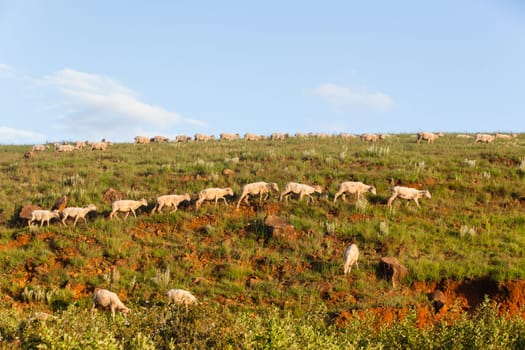 Sheep herd of farming animals late afternoon  mountains summer landscape.