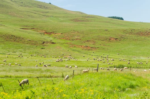 Sheep herd of farming animals late afternoon  mountains summer landscape.