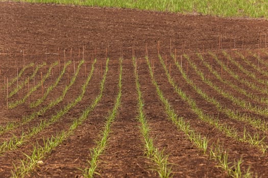 Hillside farming crops dirt path summer blue scenic landscape.