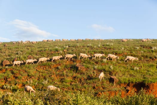 Sheep herd of farming animals late afternoon  mountains summer landscape.