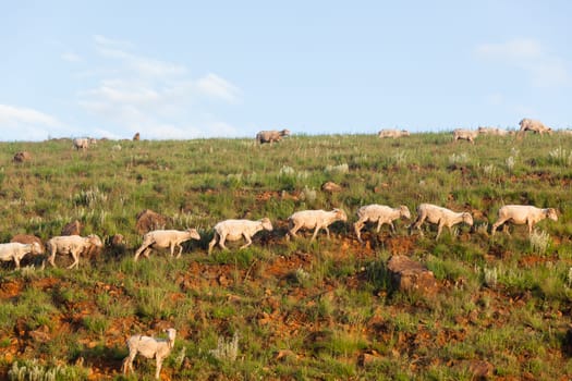 Sheep herd of farming animals late afternoon  mountains summer landscape.