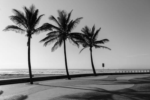 Beach ocean promenade palm trees black and white landscape