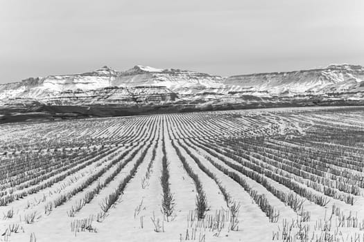Winter snow covers farm field harvested crop maize corn stubs in winter mountain landscape contrasts in black and white photo.