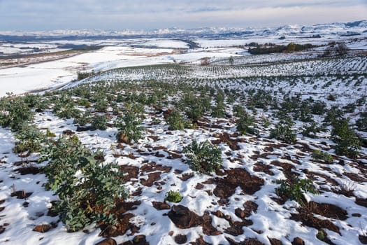 Mountains Snow covers young trees closeup photo of planted forests overlooking scenic winter landscape.