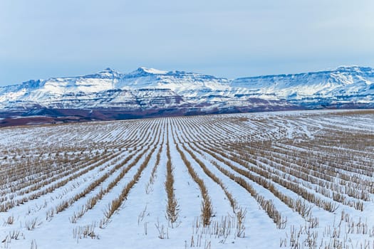Mountains Snow farmlands field with harvested crop stubs over the winter landscape.