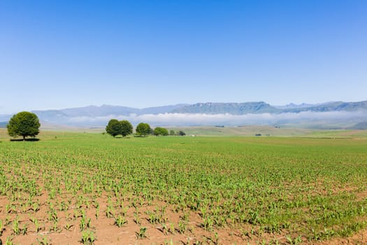 Farmlands young maize corn food crops over scenic mountain summer blue landscape
