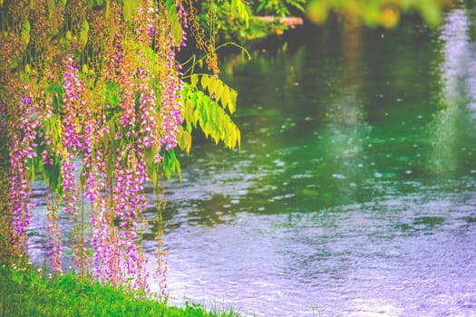 romantic spring river flower shore background with rain drops .