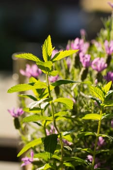 peppermint in garden