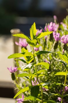 peppermint in garden