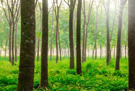 Para rubber tree, latex rubber plantation and tree rubber in southern Thailand