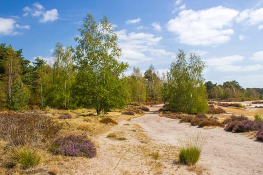 Heathland in National Park Maasduinen in the Netherlands