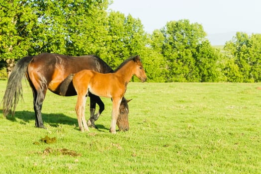 Horses new born foal outdoor fields farmlands scenic summer mountains landscape.
