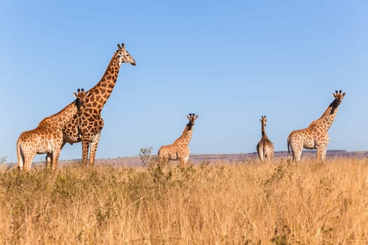 Wildlife animals giraffes on park reserve plateau in morning blue sky.