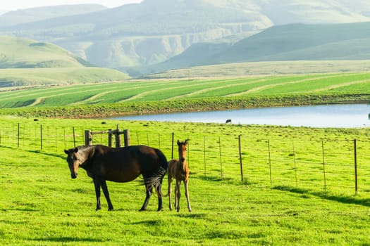 Horses new born foal outdoor fields farmlands scenic summer mountains landscape.