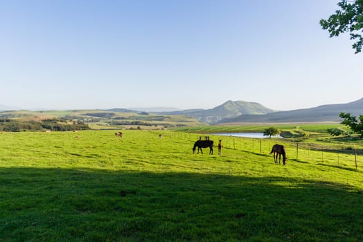 Horses new born foal outdoor fields farmlands scenic summer mountains landscape.