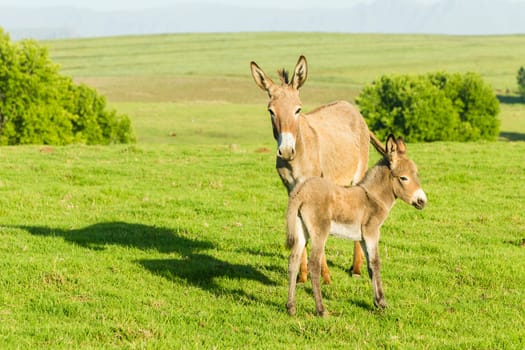 Donkey with new born ass animal outdoor fields farmlands scenic summer mountains landscape.