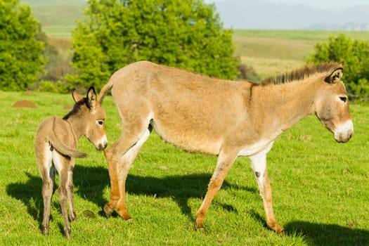 Donkey with new born ass animal outdoor fields farmlands scenic summer mountains landscape.