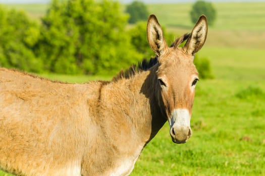 Donkey with new born ass animal outdoor fields farmlands scenic summer mountains landscape.